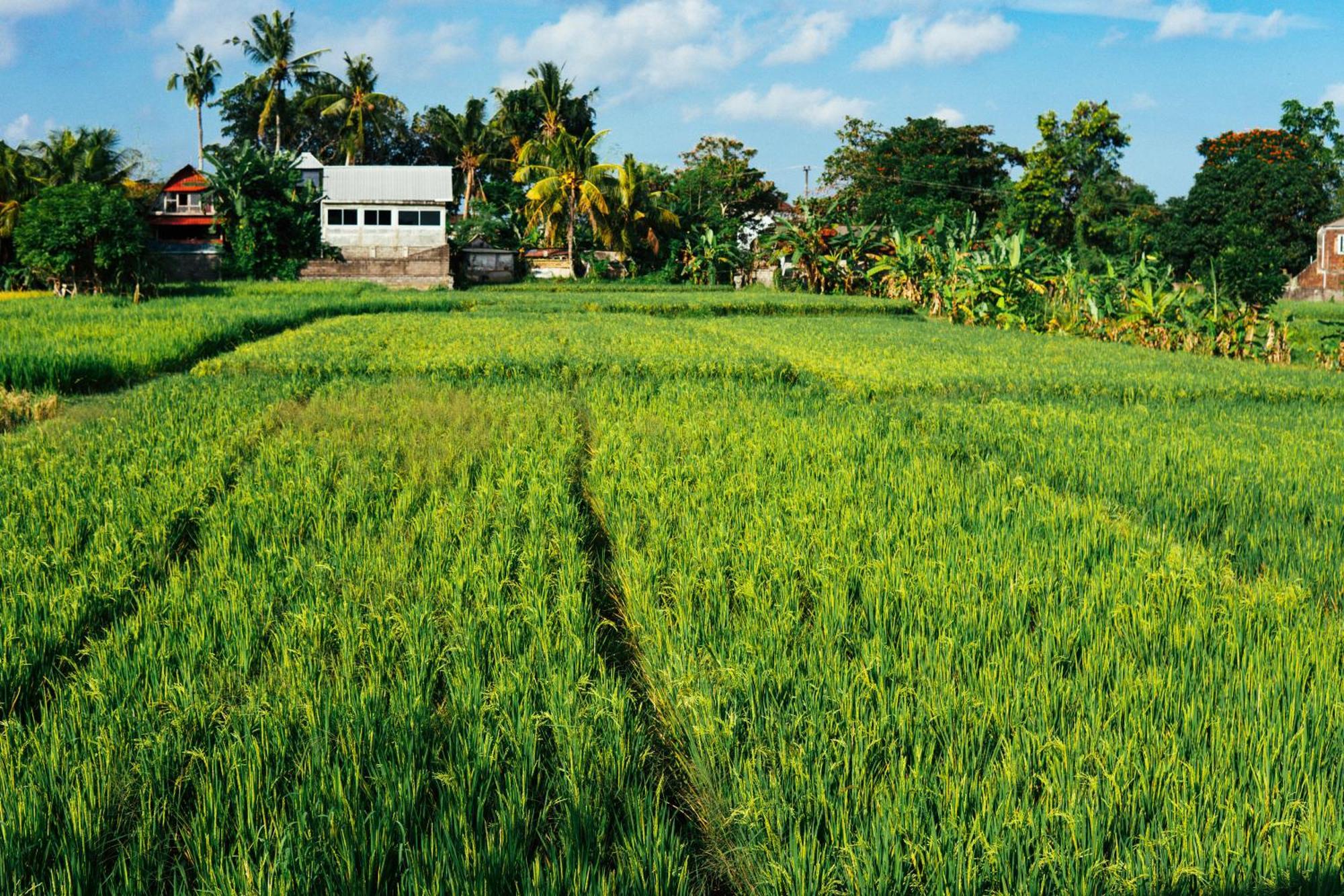 Tut Winten Villa Ubud מראה חיצוני תמונה